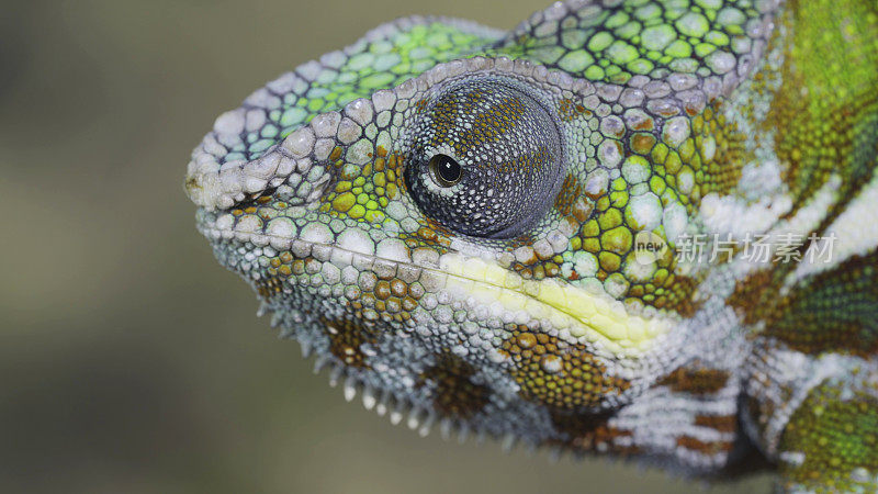 好奇的黑豹变色龙(Furcifer pardalis)在阳光明媚的日子里环顾四周。